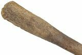 Fossil Theropod Dinosaur Limb Bone - Wyoming #306851-4